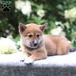 Brooke, Shiba Inu Puppy